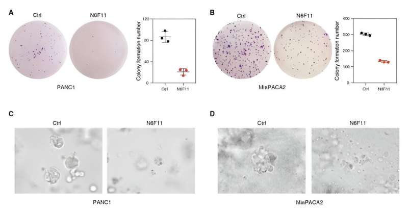 Massive drug search uncovers infinitesimal molecule that kills cancers while sparing immune cells