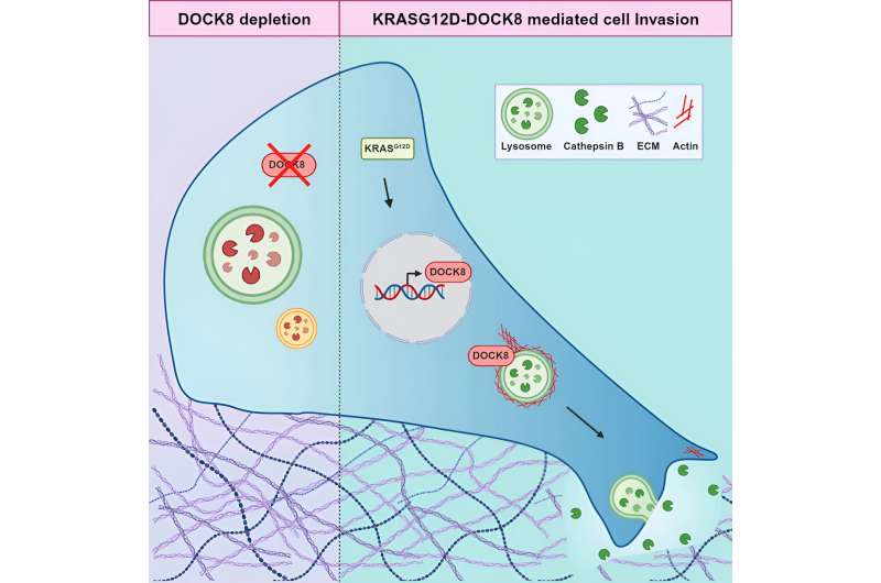 Researchers make unexpected discovery in how pancreatic cancer spreads