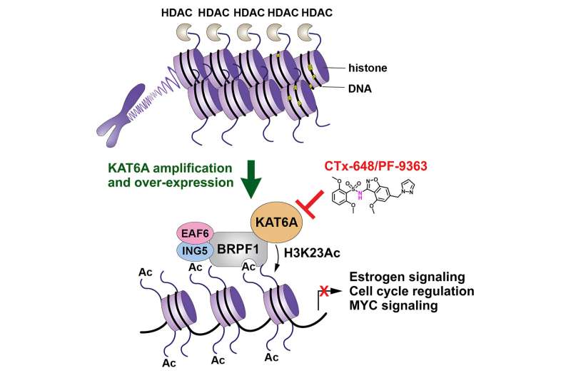 Discovery of drug candidate to potentially tackle ER-positive breast cancer