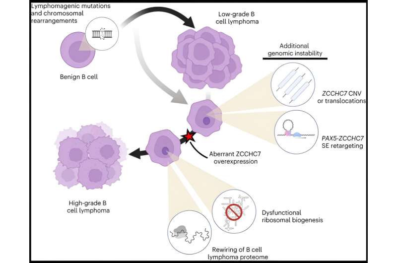 Genomic data shed light on how lymphoma can turn lethal