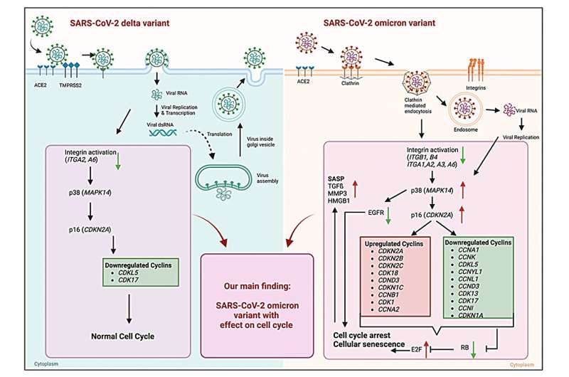 A unique pathogenic mechanism of SARS-CoV-2 omicron variant: Selective induction of cellular senescence