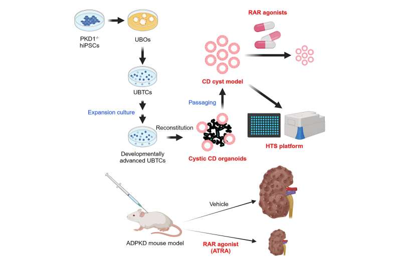 Developing more advanced renal organoids to model polycystic kidney disease