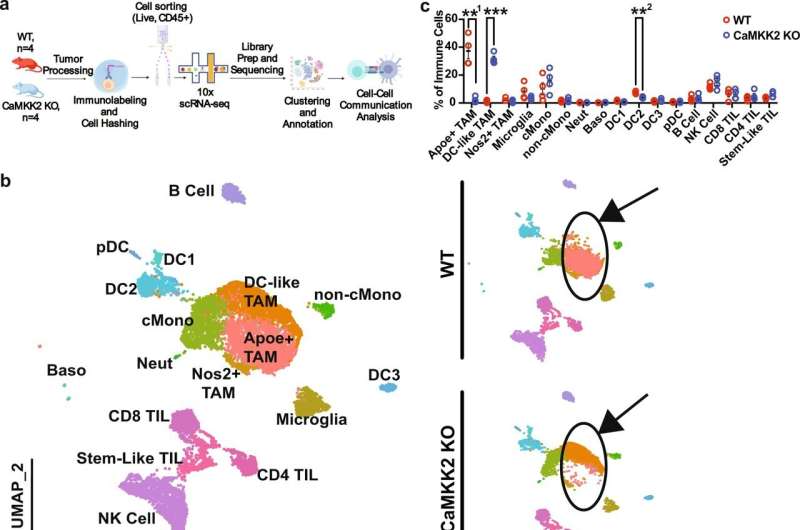 Mechanism identified for drug resistance in glioblastoma brain tumors