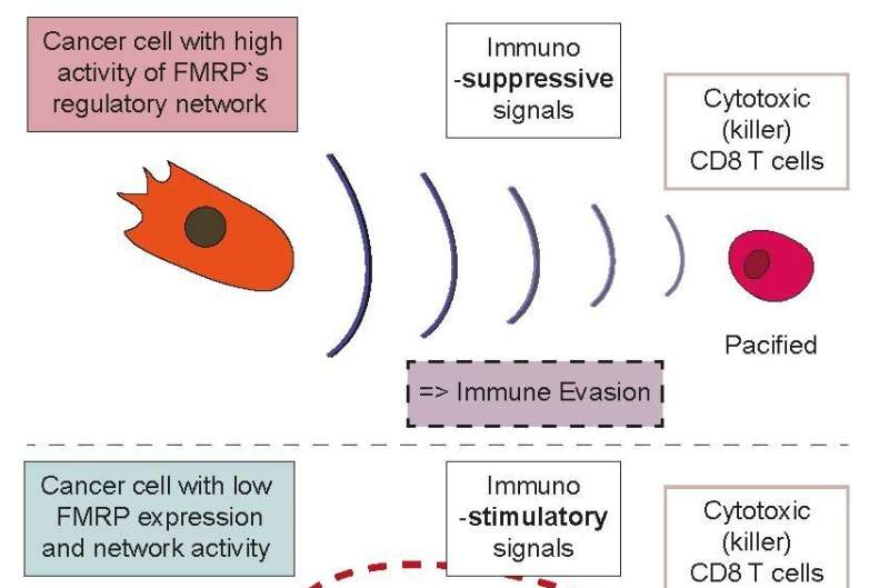 The protein behind immunotherapy resistance