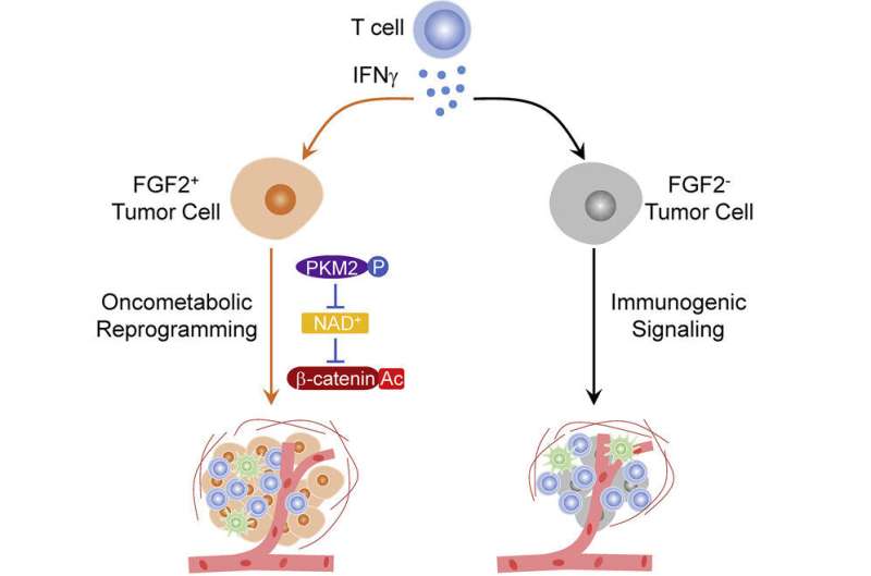 Certain gene signaling rewires tumors after immunotherapy