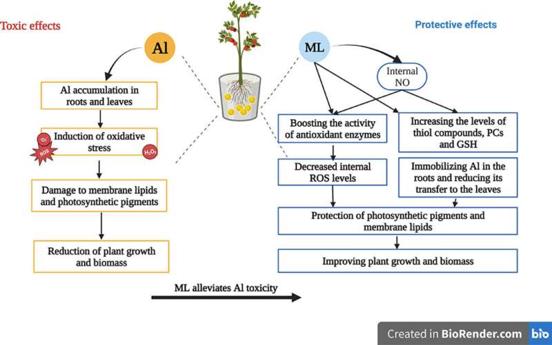 Agronomists save tomatoes from toxic aluminum with melatonin