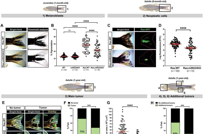 Reprogramming of immune cells shown to fight off melanoma