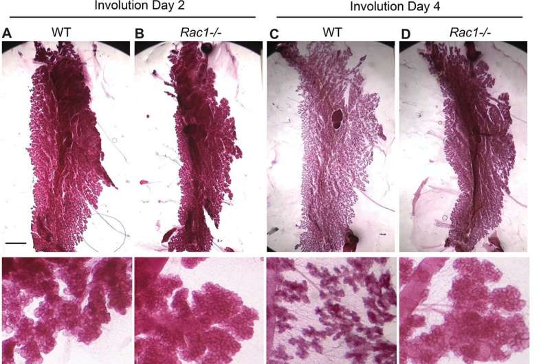 How post-feeding breasts bounce back from the brink of death to kick-start milk production