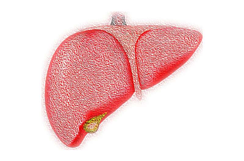 liver