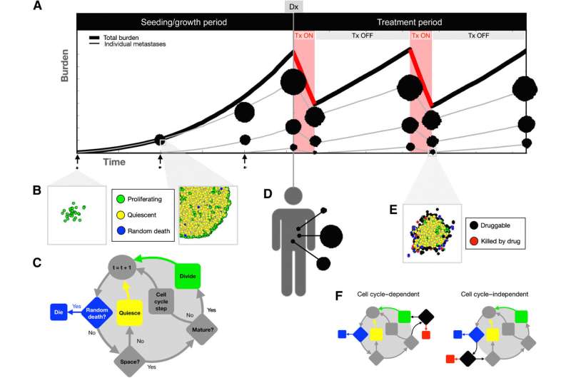 Using mathematical modeling and dynamic biomarkers to characterize metastatic disease during adaptive therapy 