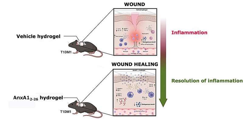 Hydrogel improves skin wound healing in diabetics