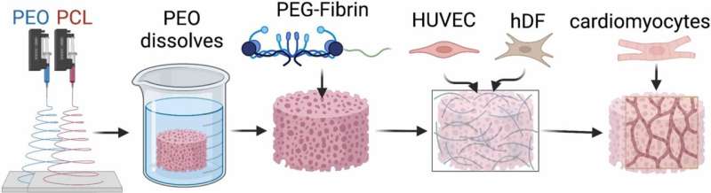 Scientists create patch that may successfully treat congenital heart defects