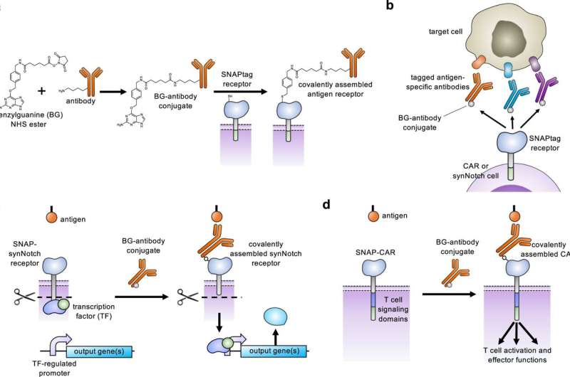 Customizing T cell-based immunotherapies in a 'SNAP'