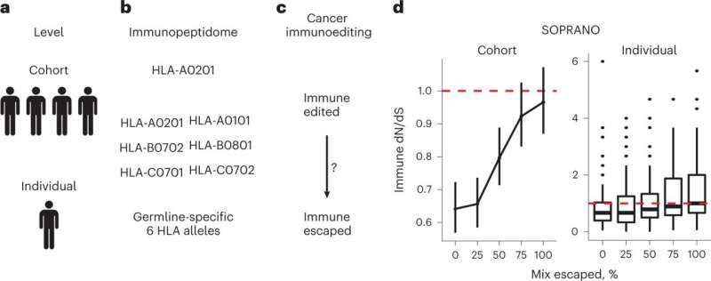 Algorithm offers new way to spot patients likely to respond to immunotherapy