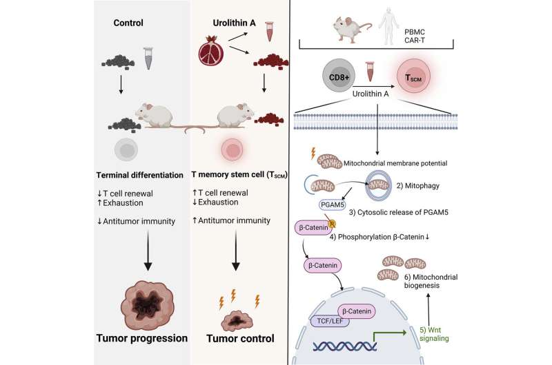 Pomegranate fueling cancer therapy