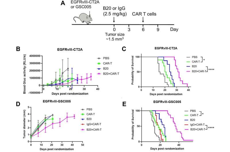 Normalizing tumor blood vessels may improve immunotherapy against brain cancer 