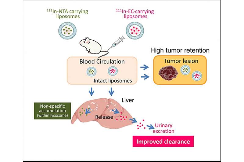 Researchers develop new method that precisely targets cancer lesions while protecting healthy tissues