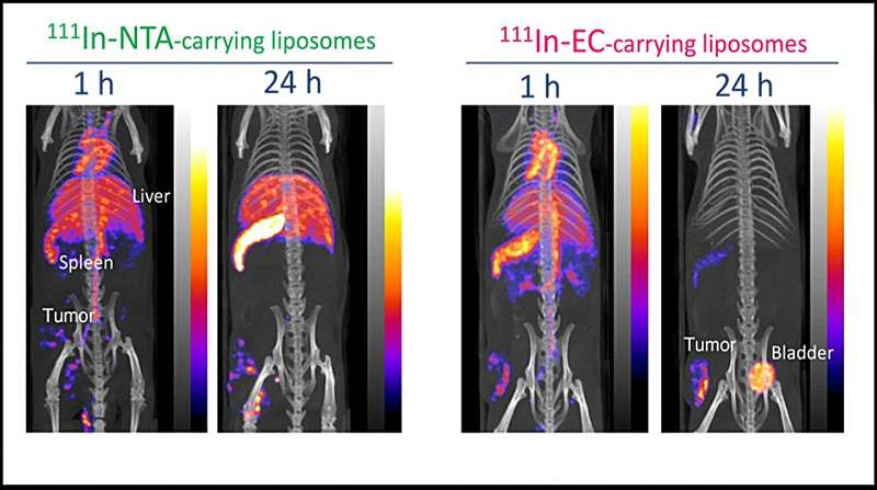 Researchers develop new method that precisely targets cancer lesions while protecting healthy tissues