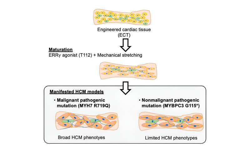 Stretching and stimulating engineered heart tissues to accurately portray hypertrophic cardiomyopathy