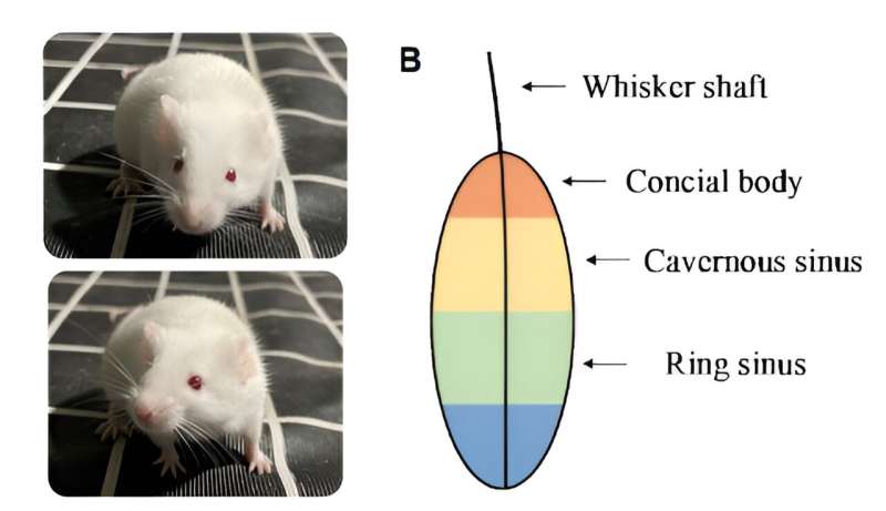 Research team proposes novel AI-enabled gastrointestinal diagnostic system inspired by rat whiskers