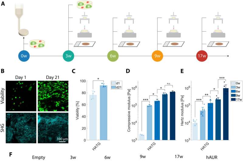 EarSkin and EarCartilage - combining bioengineered human skin with bioprinted cartilage for ear reconstruction