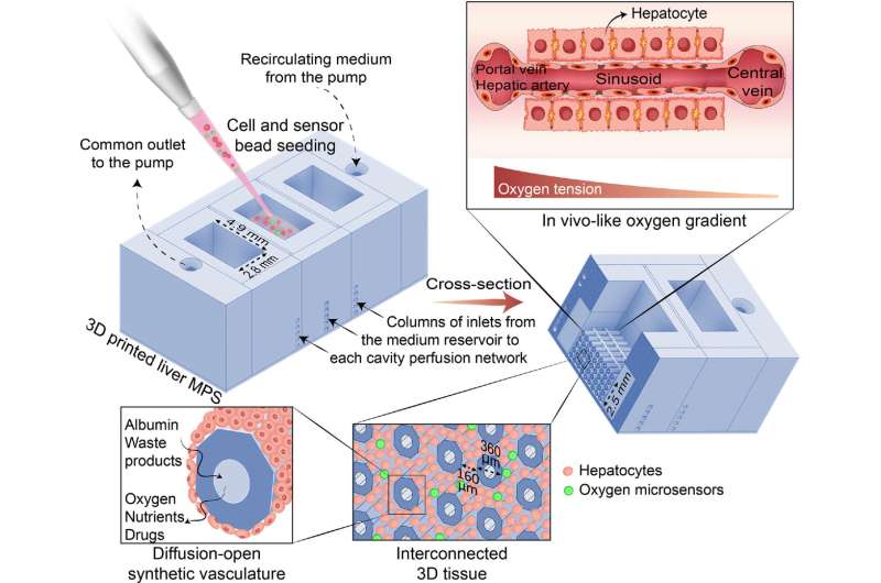 Mini livers recreate real environment for drug discovery