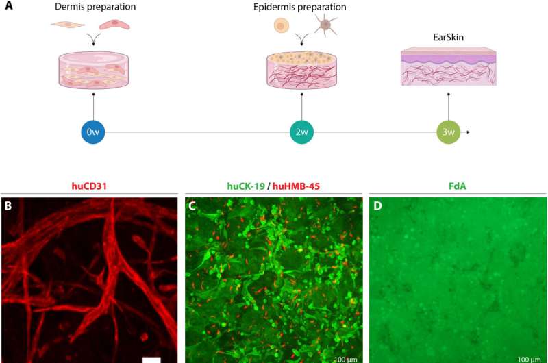 EarSkin and EarCartilage - combining bioengineered human skin with bioprinted cartilage for ear reconstruction