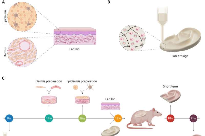 EarSkin and EarCartilage—combining bioengineered human skin with bioprinted cartilage for ear reconstruction