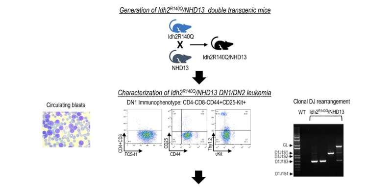 Oncoscience | A murine model for human early/immature T-cell precursor acute lymphoblastic leukemia (EITP ALL)