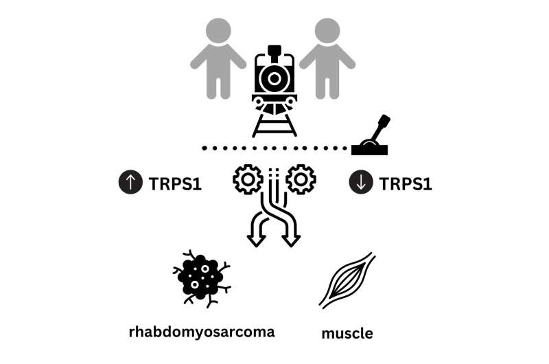 Driving rhabdomyosarcoma into differentiation