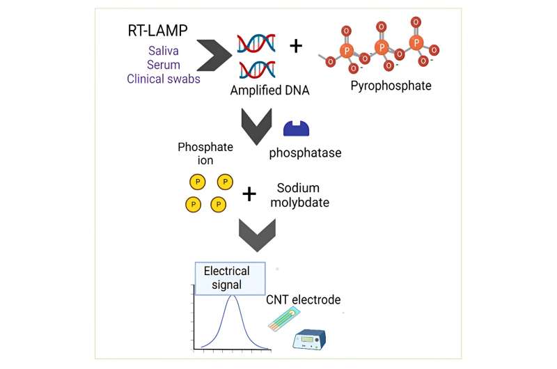 New rapid electronic diagnostic test for infectious diseases