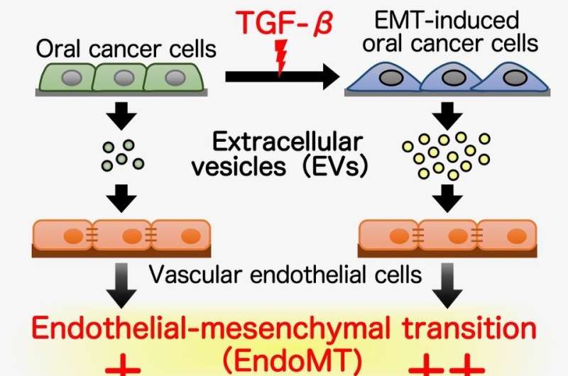 Promotion of cancer progression via extracellular vesicles