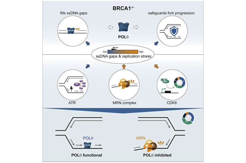 Blocking DNA production in cancer therapy by targeting the POLtheta enzyme