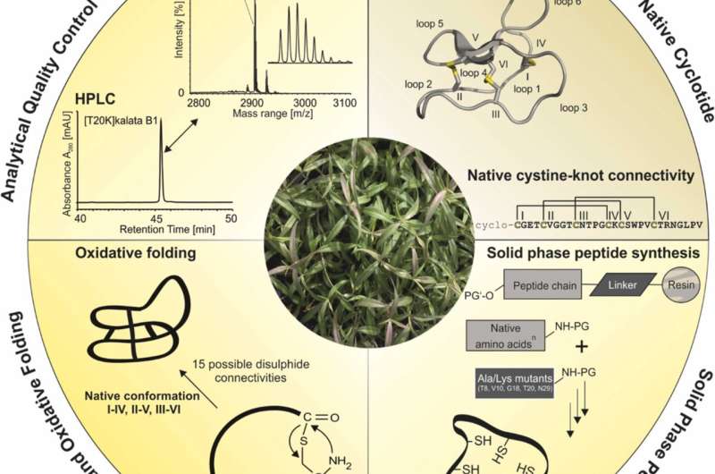 Nature-inspired peptide shows anti-tumor activity