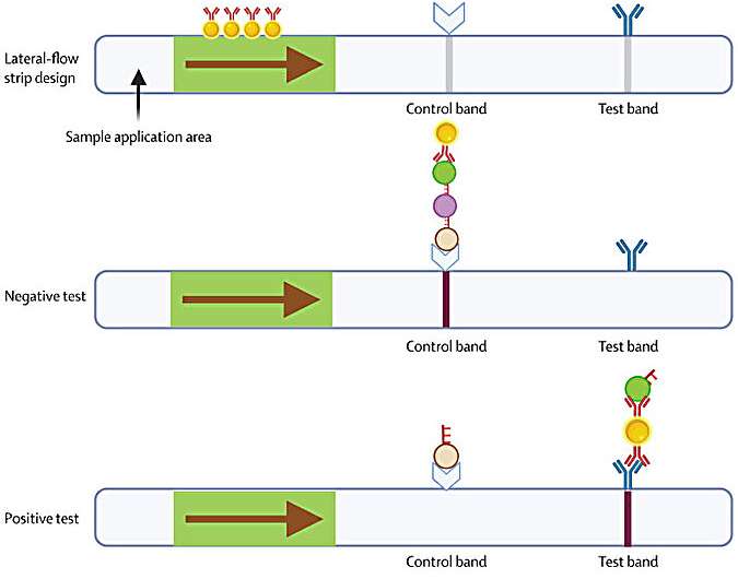 Unveiling Australia's fastest next-gen mpox diagnostic tool