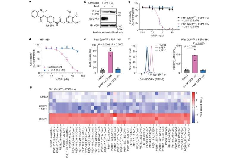 New approach in cancer therapy with innovative mechanism-of-action for ferroptosis induction