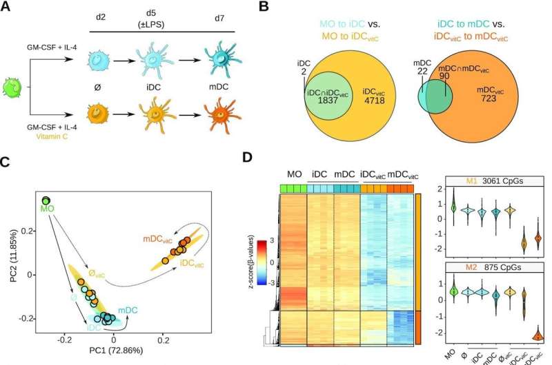 Vitamin C may hold the key to improve efficacy of dendritic cell-derived anticancer cell therapies