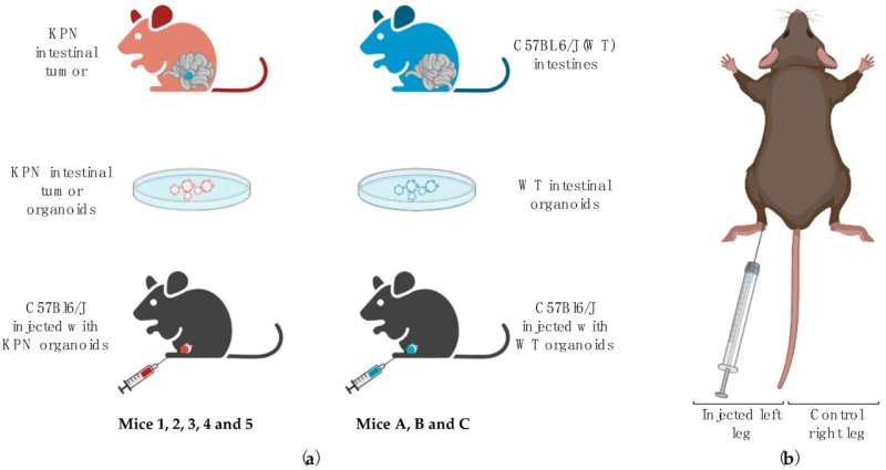 Microbubbles could help cancer patients avoid life-changing surgeries