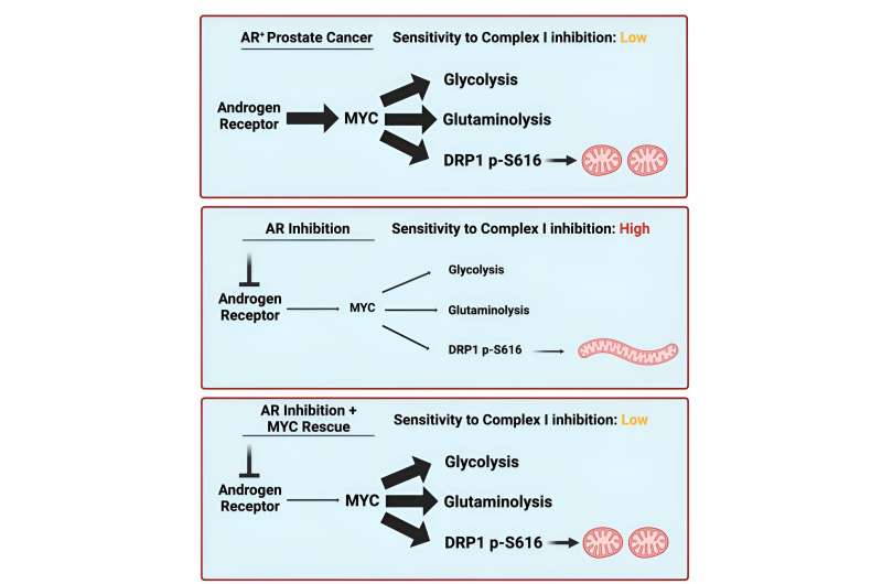 Studies help explain why some prostate cancers become resistant to hormone therapy