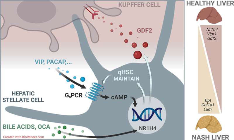 Hormones have the potential to treat liver fibrosis, new study finds