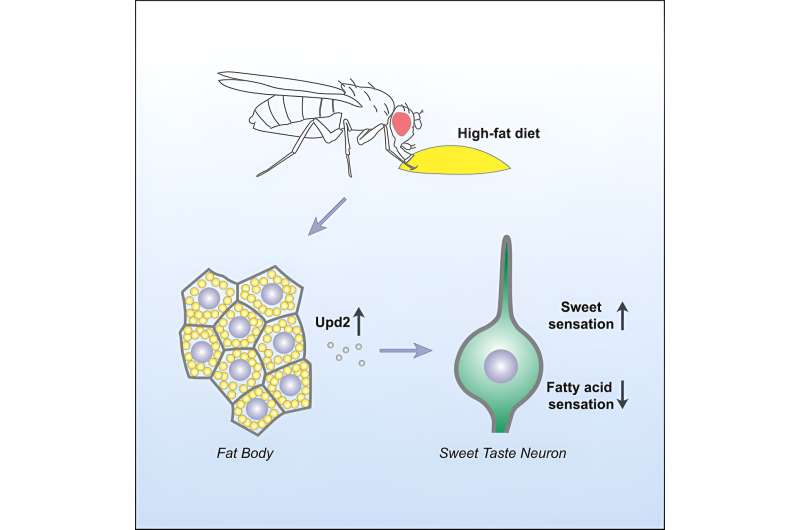 Sugar boosts cravings for fat, Drosophila study finds