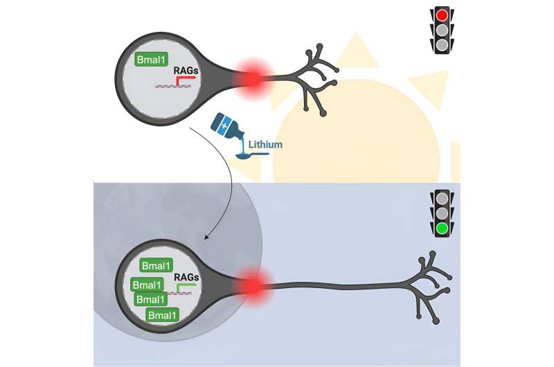 Study discovers circadian clock regulates axonal regeneration and repair