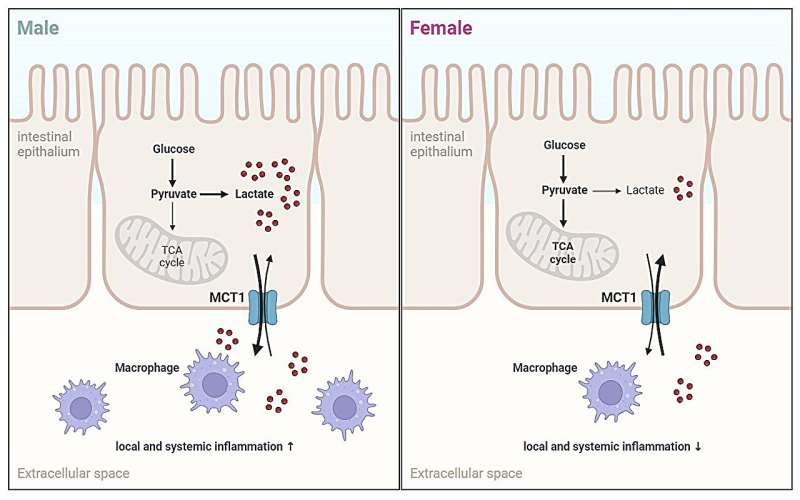 Researchers reveal sex-dimorphic functions of intestinal MCT1 in regulating metabolic homeostasis