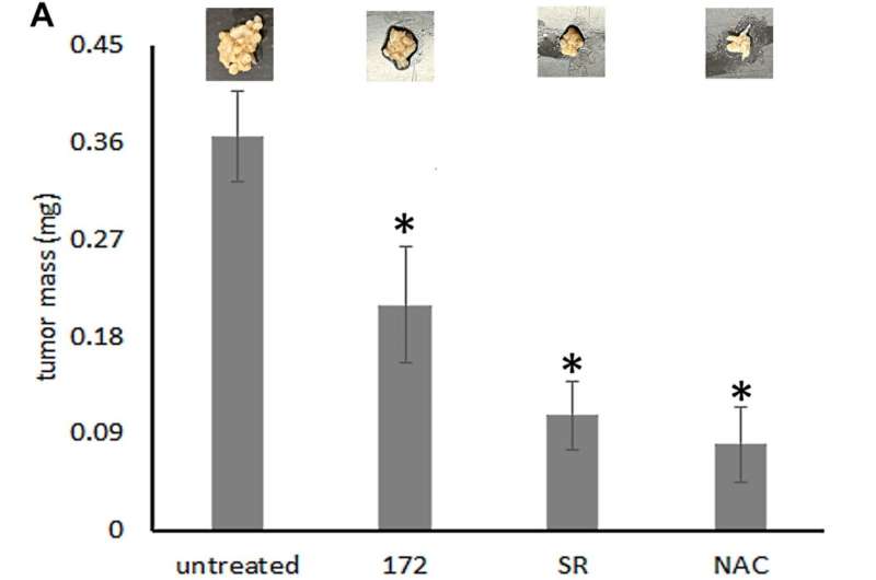 Osteopontin induces mitochondrial biogenesis in deadherent cancer cells