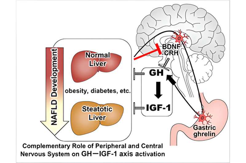 Involvement of brain peptide dynamics in the pathology of fatty liver disease