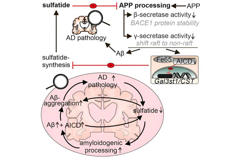 Alzheimer's research: New study uncovers previously unknown processes in fat metabolism