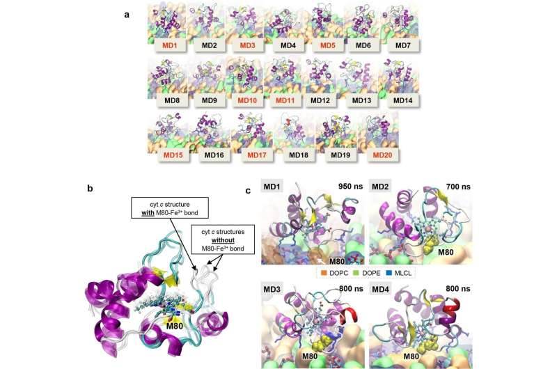 Research discovers potential new target and drug candidate for Barth syndrome