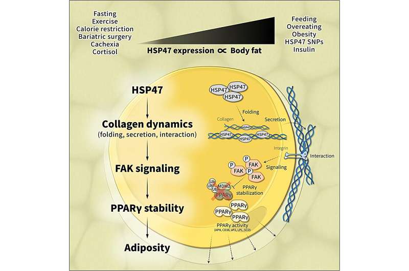 Chaperoning fat storage: The molecular basis of adiposity