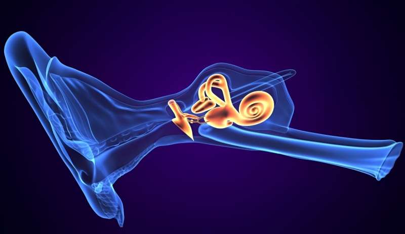 Study: Signal intensity ratio of cochlear basal turn increased in affected ear in Meniere disease