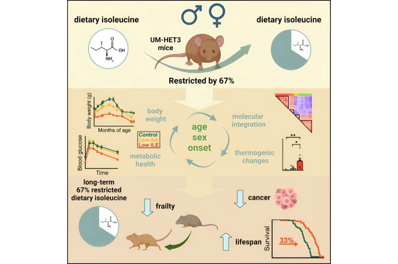 Study: Mice that eat less of an obesity-associated amino acid live longer, healthier